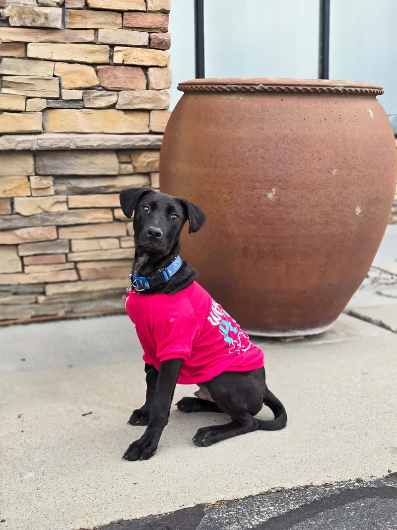 Steinbeck thumbnail 3