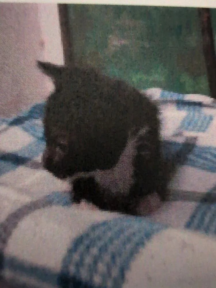 A baby small-sized female Black & White / Tuxedo Domestic Short Hair cat named Maggie for adoption in Parker, CO