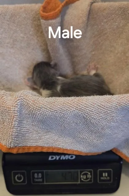 Smokey thumbnail 2