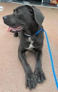 A baby large-sized female Black Cane Corso dog named Azula for adoption in Longwood, FL