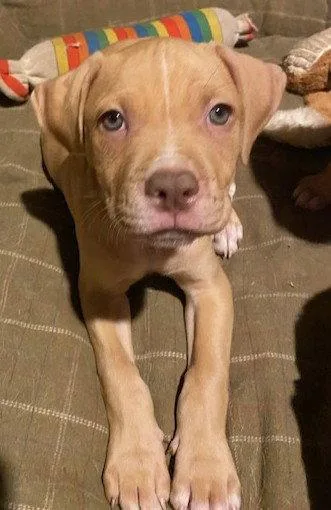 A baby medium-sized male Labrador Retriever dog named Yukon for adoption in Kansas City, MO