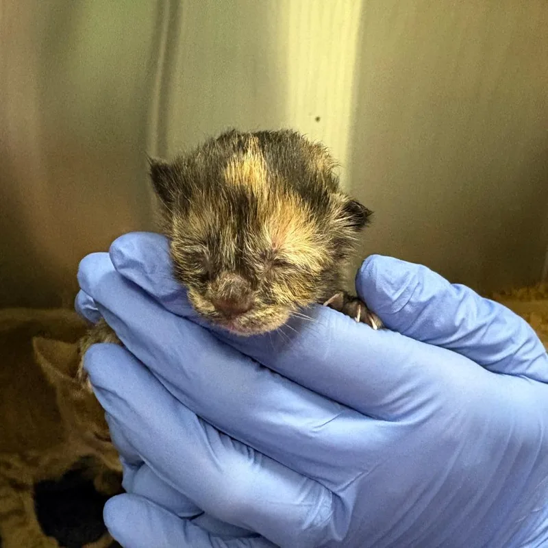 A baby small-sized female Tortoiseshell Domestic Short Hair cat named Ginger Snap for adoption in Charlottesville, VA