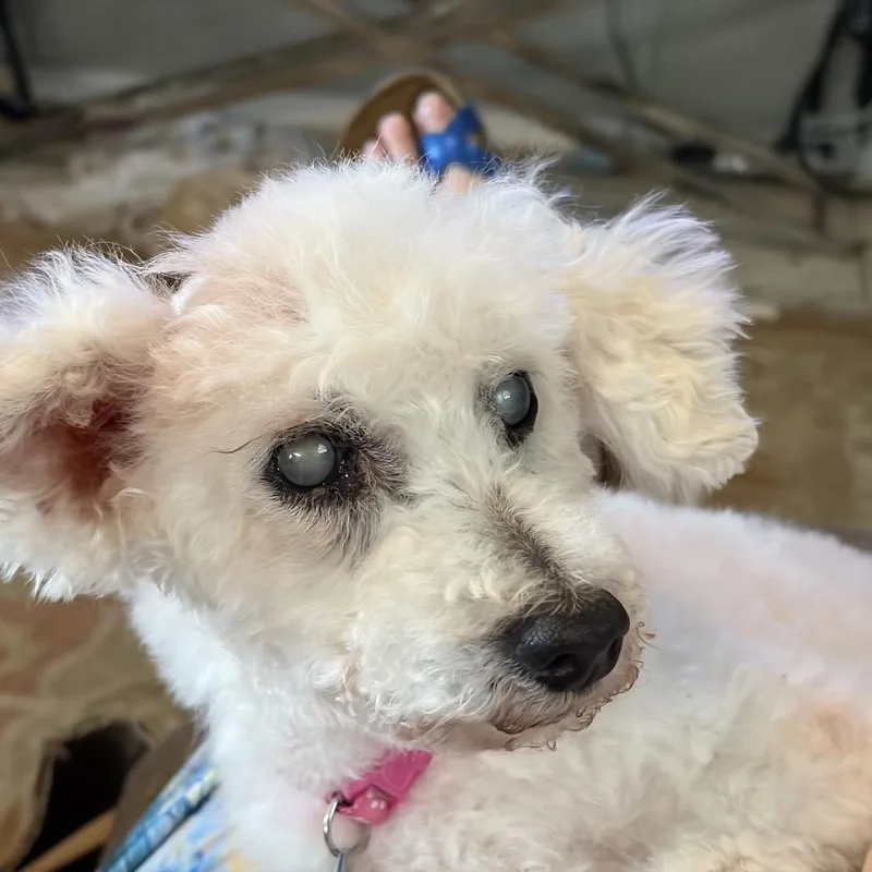 A senior small-sized female White / Cream Miniature Poodle dog named Evangelica for adoption in Houston, TX