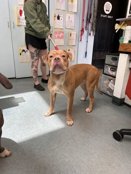 A young large-sized female Pit Bull Terrier dog named Mistress of Interpretation for adoption in Richmond, VA