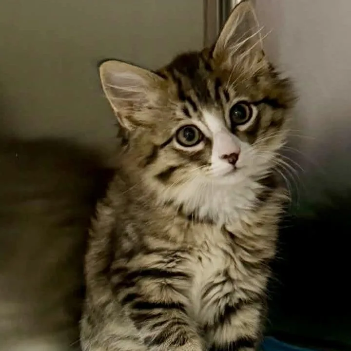 A baby small-sized male Tabby (Buff / Tan / Fawn) Domestic Medium Hair cat named Merlin for adoption in Dysart, IA
