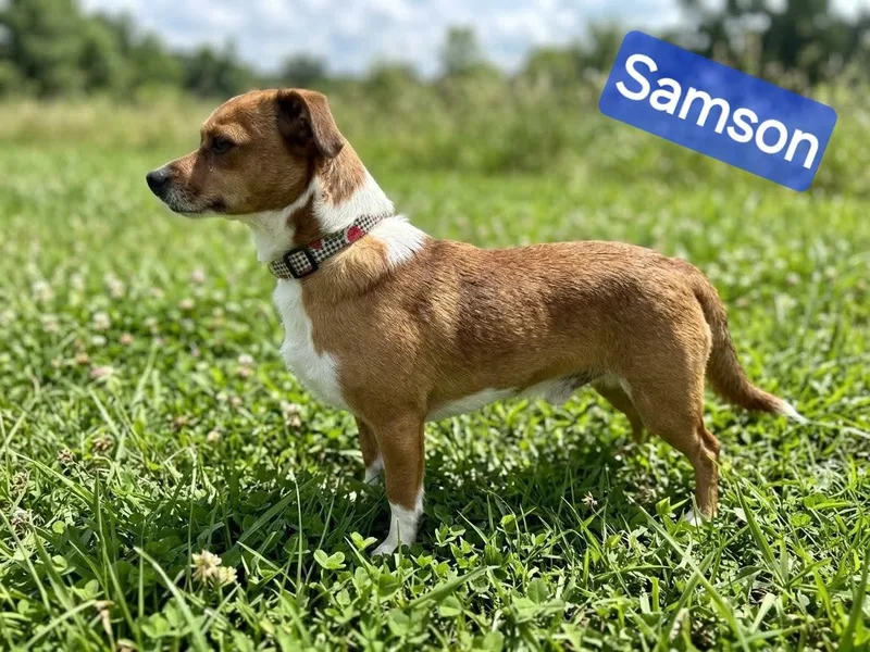 Samson thumbnail 2
