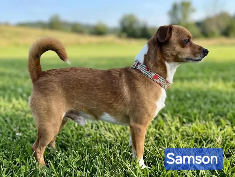 Samson thumbnail 3