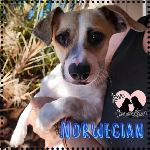 A baby small-sized male Brown / Chocolate Chihuahua dog named Norwegian for adoption in Gilbert, AZ
