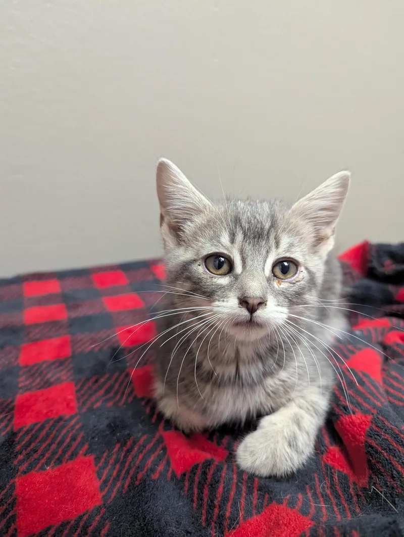 A baby medium-sized female Domestic Short Hair cat named Tabitha for adoption in Oconto, WI