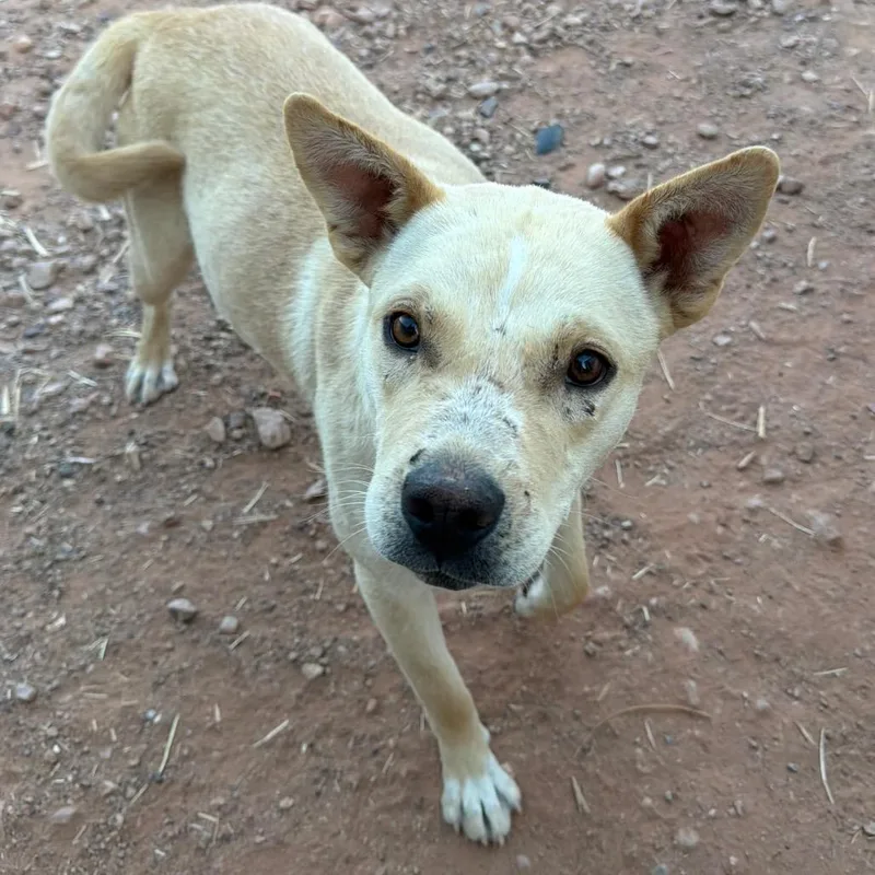 An adult medium-sized female Yellow / Tan / Blond / Fawn Mixed Breed dog named Dodo for adoption in Moab, UT