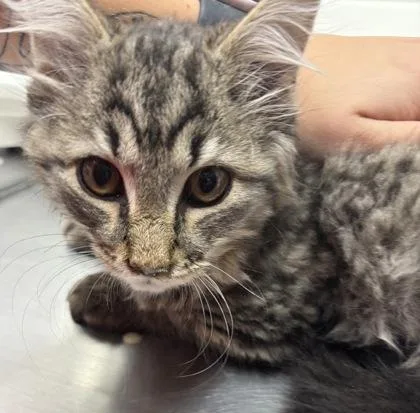 A baby small-sized male Domestic Long Hair cat named Colt for adoption in West Chester, PA