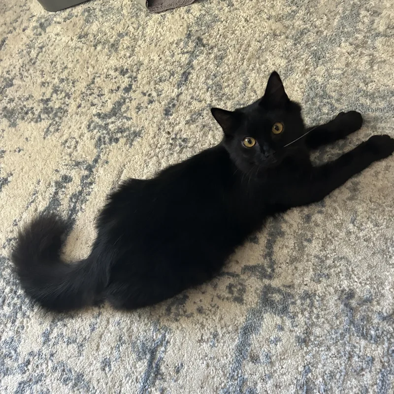 A baby small-sized male Black Domestic Medium Hair cat named Shock for adoption in Richmond, VA