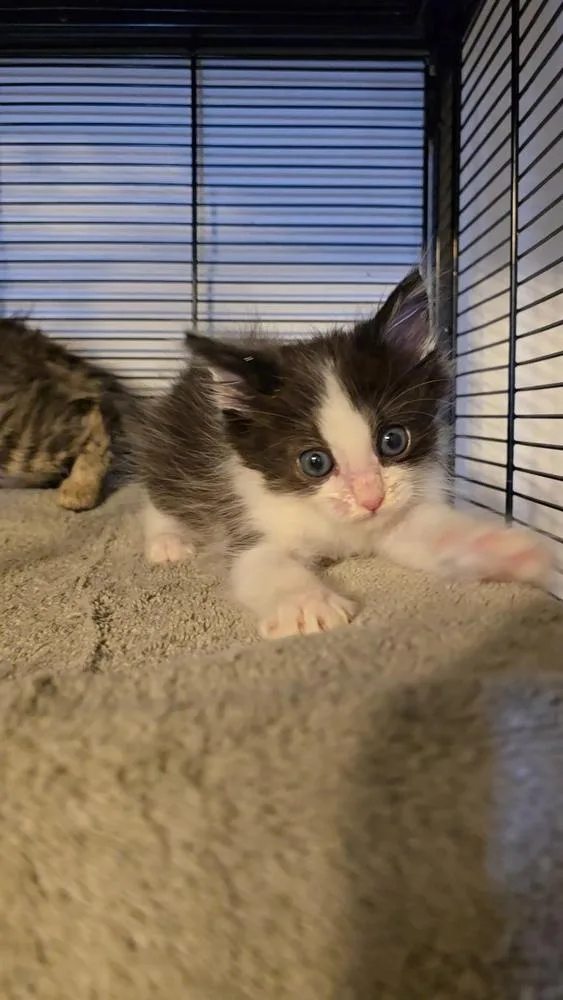 Buckwheat thumbnail 2
