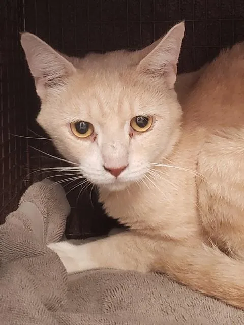 An adult small-sized male Domestic Short Hair cat named South Dakota for adoption in Tucson, AZ