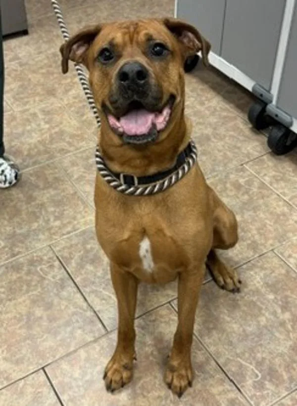 An adult extra large-sized male Mastiff dog named Pluto for adoption in Littleton, CO