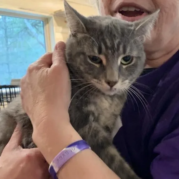 Silver Belle thumbnail 2