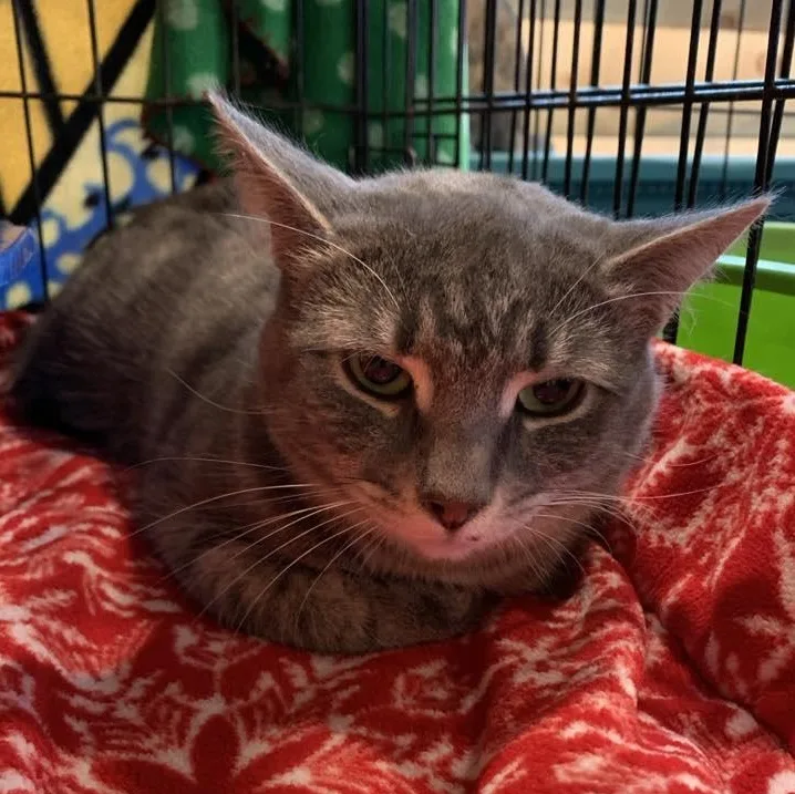 Silver Belle thumbnail 3