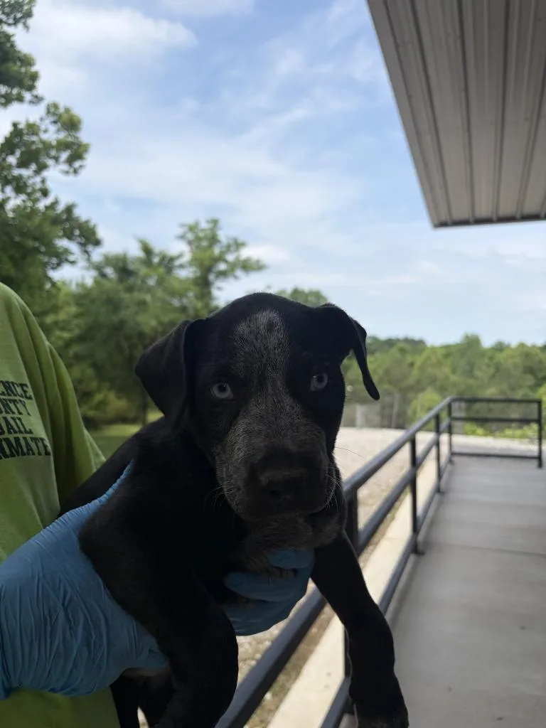A baby medium-sized female Pit Bull Terrier dog named Eleanor for adoption in Lawrenceburg, TN