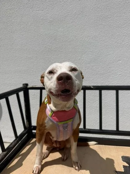 An adult medium-sized female Terrier dog named Freckles for adoption in North Miami Beach, FL