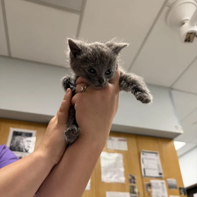 A baby small-sized male Gray / Blue / Silver Domestic Short Hair cat named Teton for adoption in Durango, CO