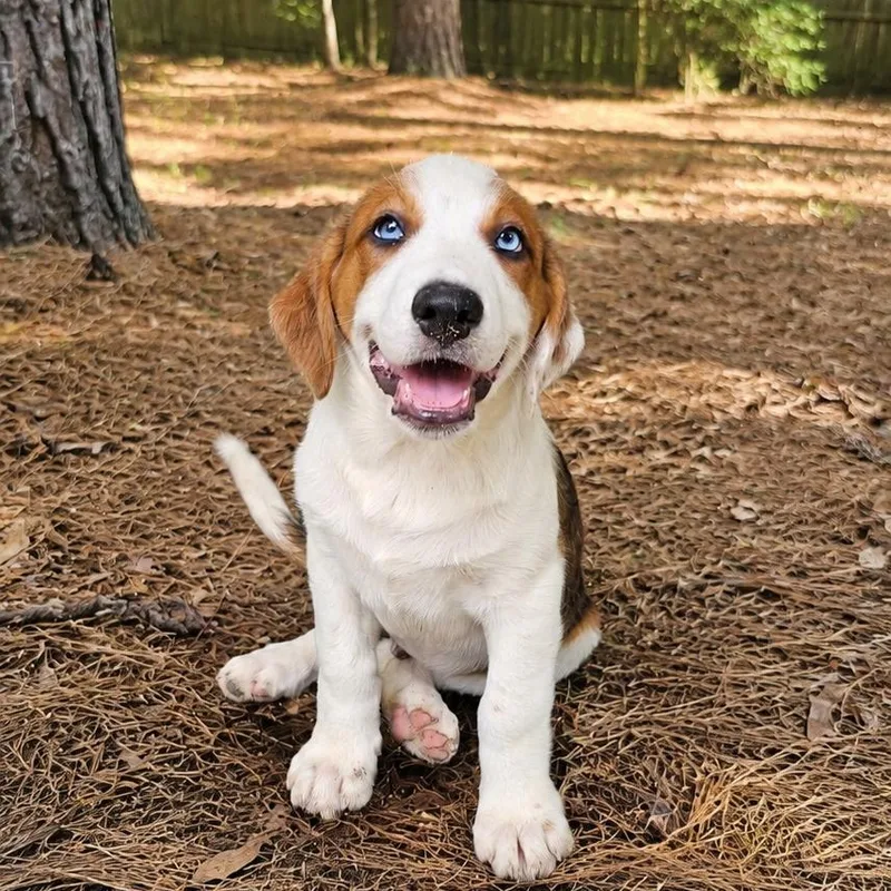 A baby medium-sized male Tricolor (Brown, Black, & White) Australian Shepherd dog named Jace for adoption in BONIFAY, FL