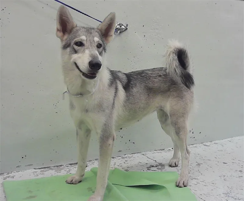 A young medium-sized female Siberian Husky dog named A for adoption in Houston, TX