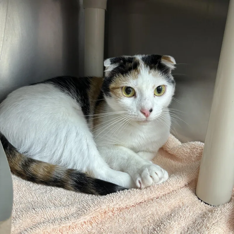 An adult medium-sized female Calico Domestic Short Hair cat named Carmelia for adoption in St. Augustine, FL