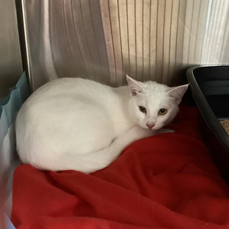 An adult medium-sized female White Domestic Short Hair cat named Belle for adoption in Clearwater, FL