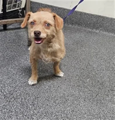 An adult medium-sized female Mixed Breed dog named Shanice for adoption in Los Angeles, CA