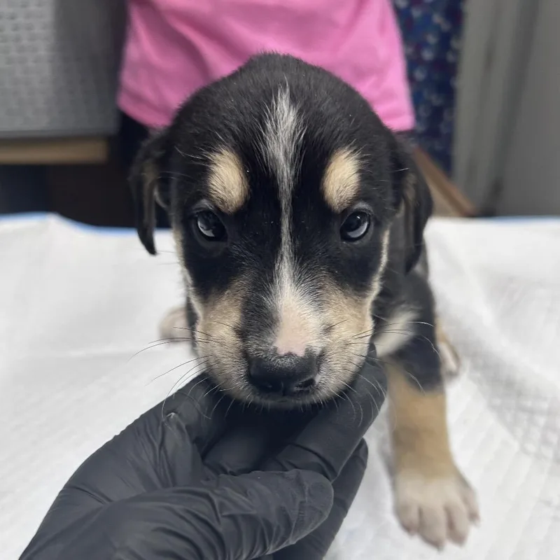 A baby small-sized male Black Mixed Breed dog named Squidward for adoption in Summerville, SC