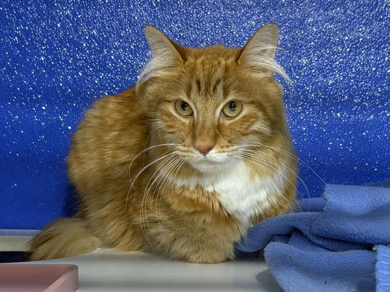 An adult medium-sized male Domestic Medium Hair cat named Ozzy for adoption in Colorado Springs, CO