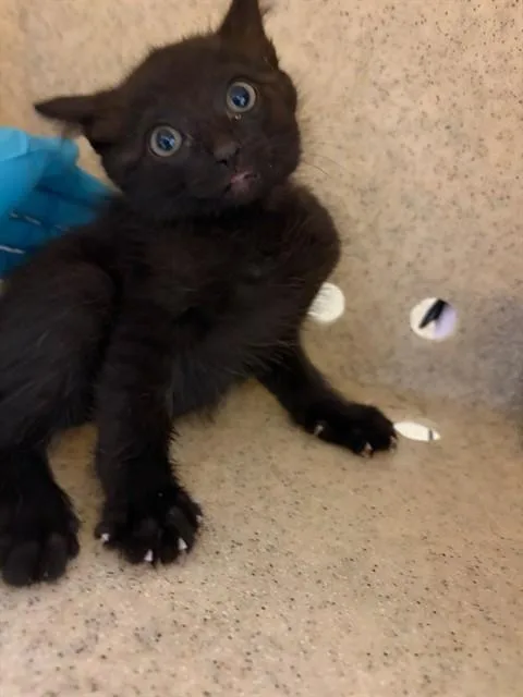 A young small-sized female Domestic Short Hair cat named Sookie for adoption in Riverside, CA