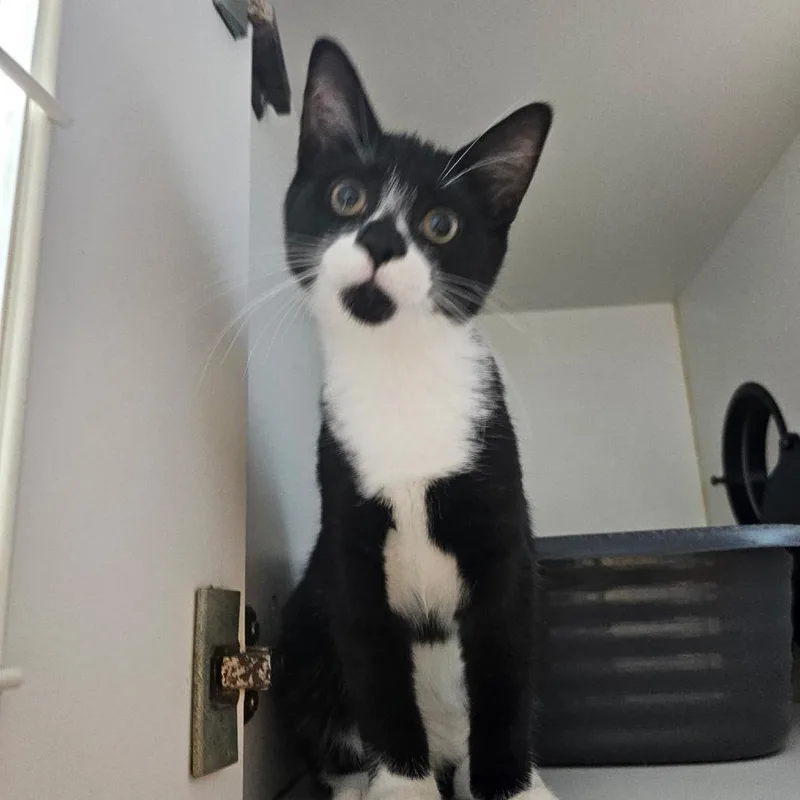 A baby small-sized male Black Domestic Short Hair cat named Peter for adoption in Walden, NY