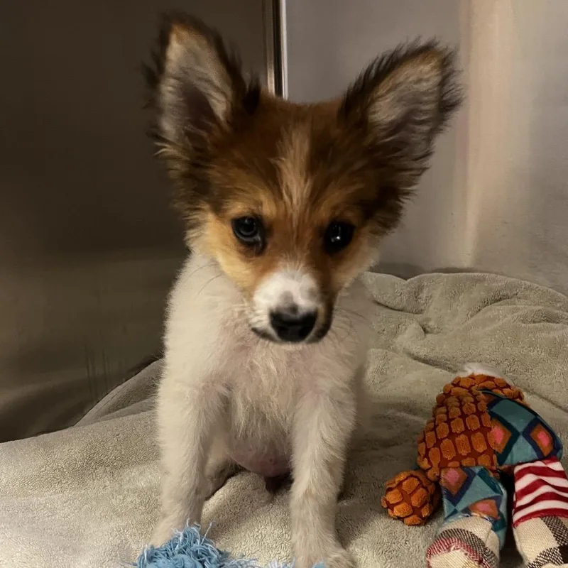 A baby small-sized male White / Cream Pomeranian dog named IEPAStray for adoption in Upland, CA