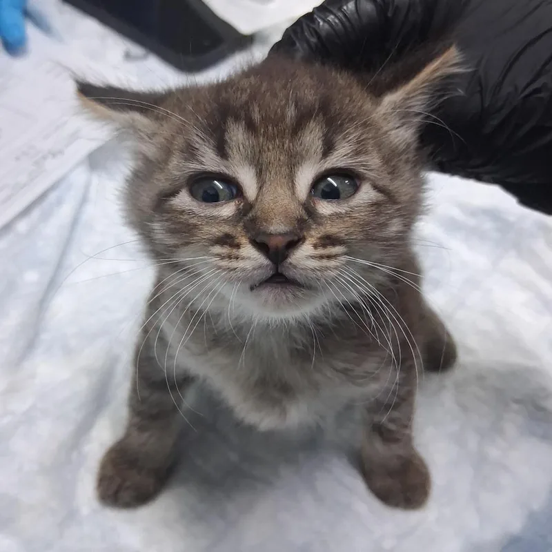 A baby small-sized female Brown / Chocolate Domestic Medium Hair cat named Chipwitch for adoption in Summerville, SC
