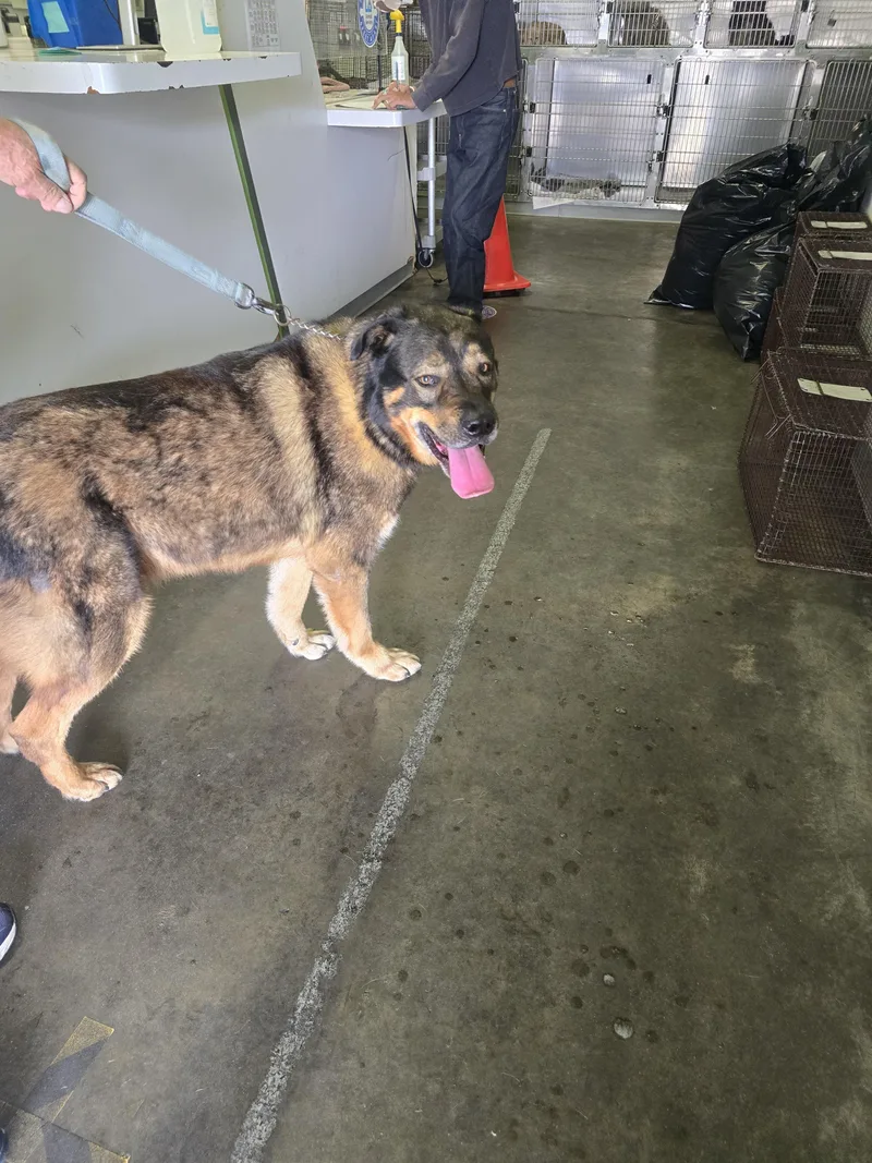 An adult extra large-sized male German Shepherd Dog dog named Bucky for adoption in Los Angeles, CA