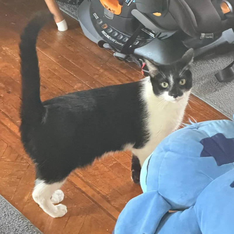 An adult medium-sized female Black Domestic Short Hair cat named Rainbow for adoption in Philadelphia, PA