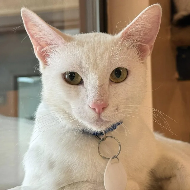 A young small-sized male White Domestic Short Hair cat named Milk Jug for adoption in Tucson, AZ