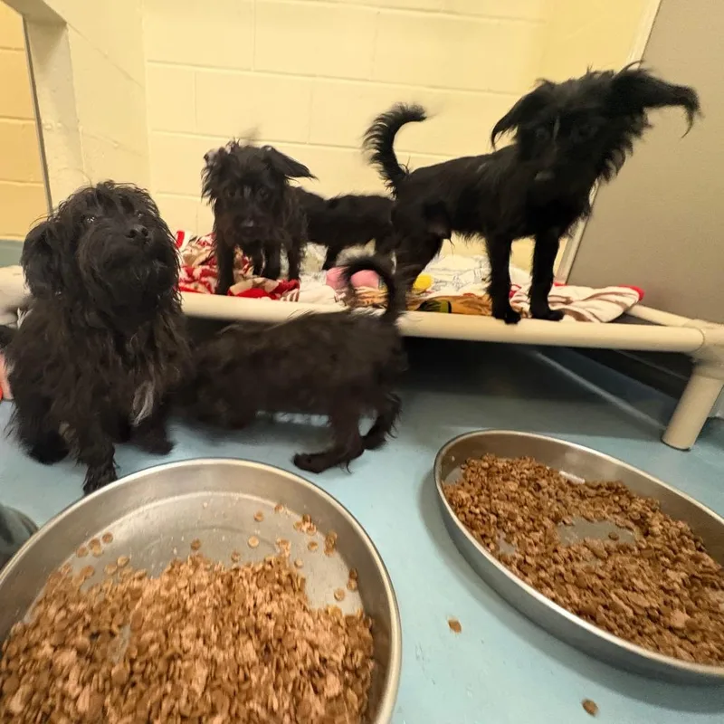 A young small-sized male Black Poodle dog named Coolidge for adoption in Brockton, MA