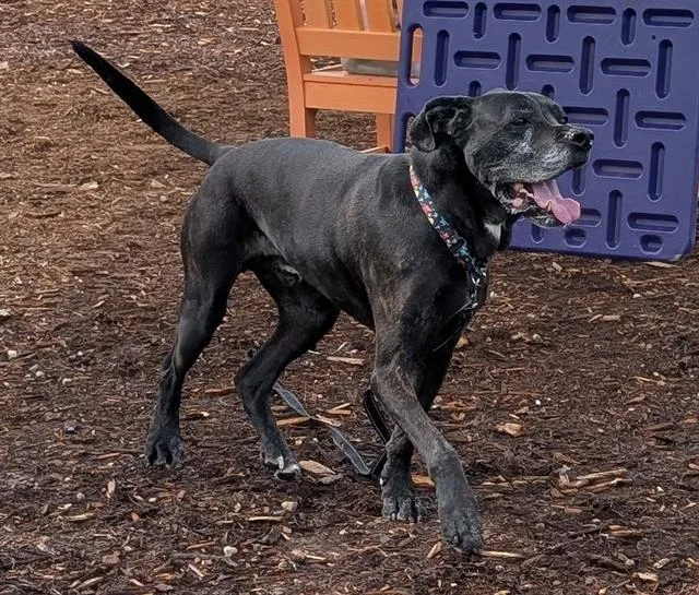 Buddy