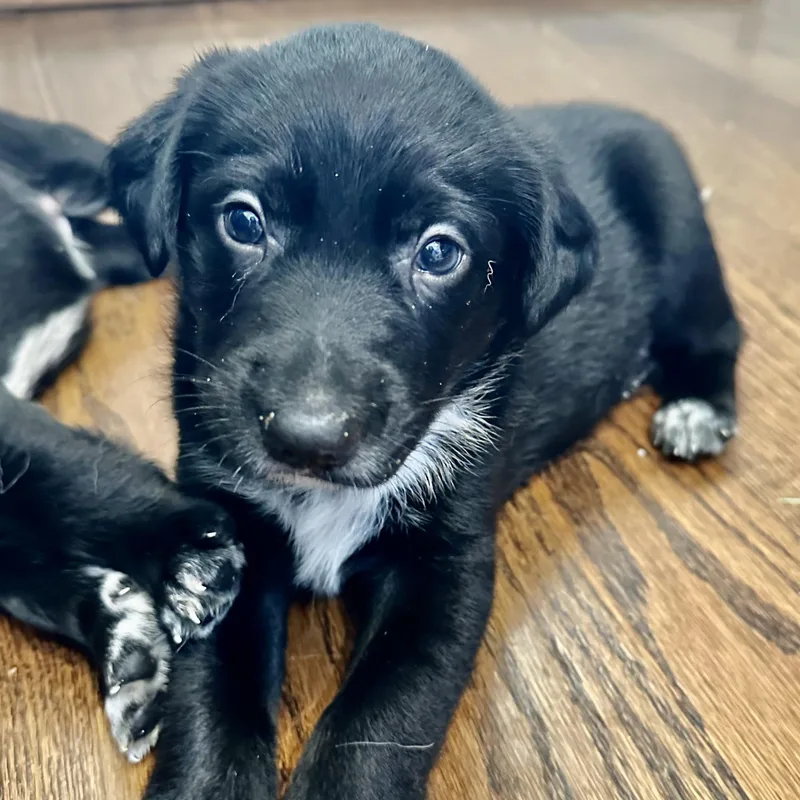 A baby large-sized male Black Labrador Retriever dog named Mister 'lief' for adoption in Thompson's Station, TN