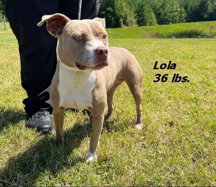An adult medium-sized female Mixed Breed dog named Lola for adoption in Oxford, NC