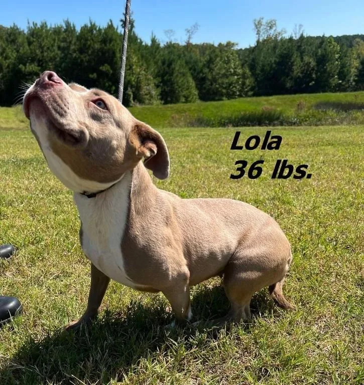 Lola thumbnail 2