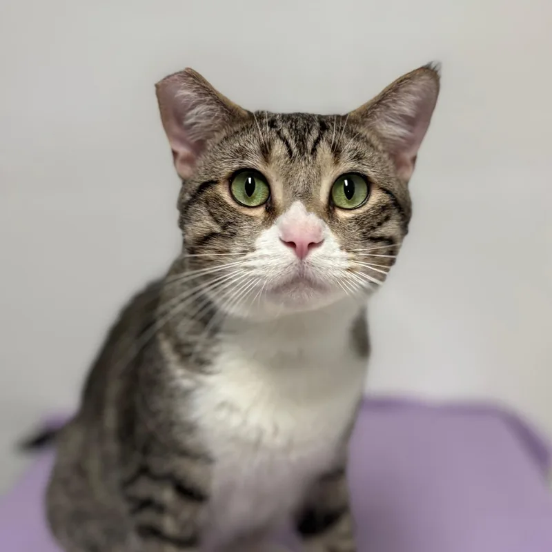 A young medium-sized male Tabby (Gray / Blue / Silver) Domestic Short Hair cat named Applejack for adoption in Beverly Hills, CA