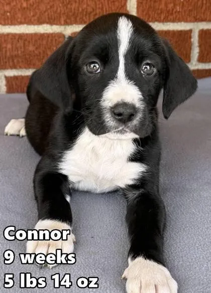 A young medium-sized male Retriever dog named Connor for adoption in Buffalo, MN