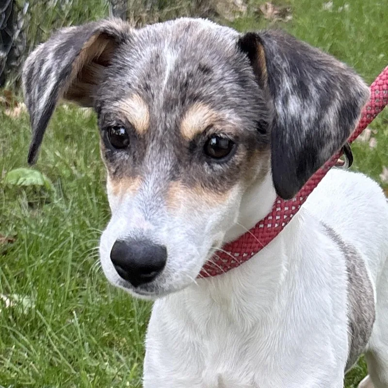 A baby medium-sized female White / Cream Hound dog named Cinder for adoption in Calverton, NY
