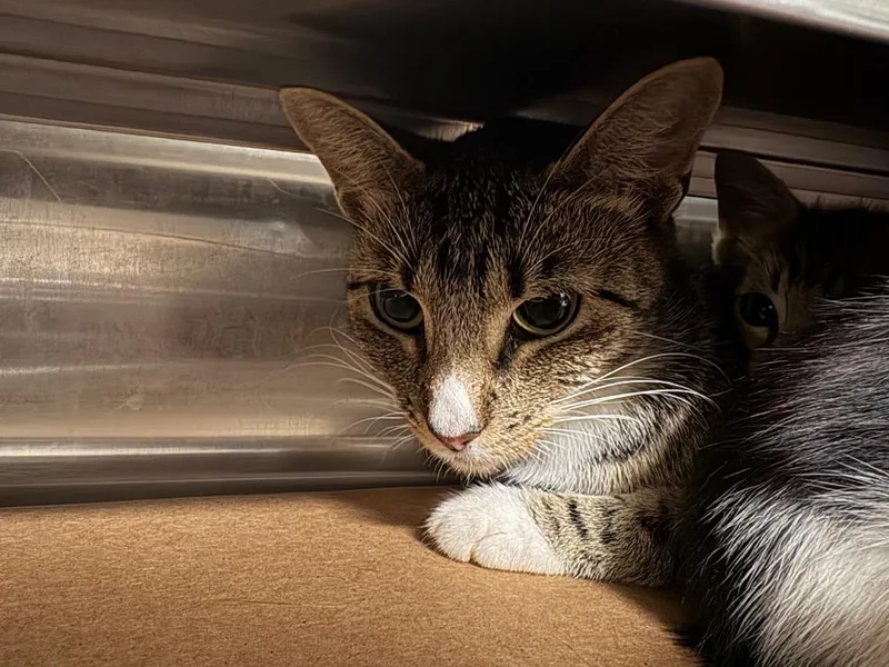 A young medium-sized female Tabby cat named Hawkmoth for adoption in Nacogdoches, TX