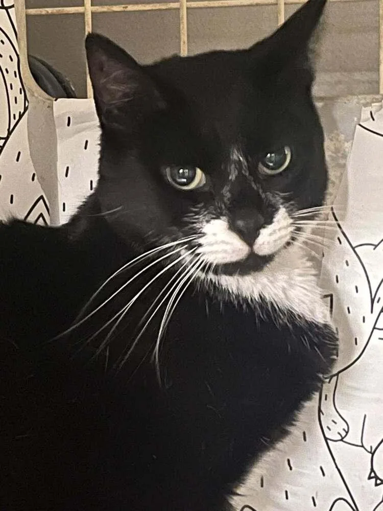 An adult medium-sized female Black & White / Tuxedo Domestic Short Hair cat named Junimoon for adoption in Acworth, GA