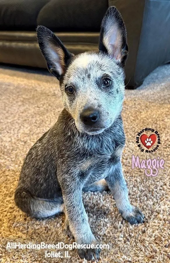 A baby medium-sized female Gray / Blue / Silver Australian Cattle Dog / Blue Heeler dog named Maggie for adoption in Joliet, IL