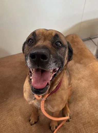 Silvermist thumbnail 2